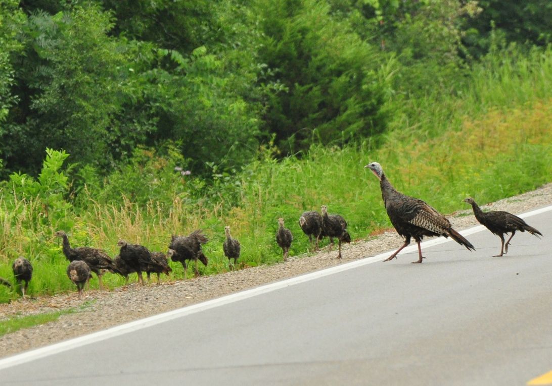 turkey brood